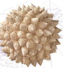 Decorative Seashell BallBeach Decor,Decorative Balls,Home,HS,Nautical Decor,Nautical Decoration,Nautical Wall Decor,Ship Decor,spreadr-hidden,Tropical Items